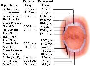 tooth-eruptions